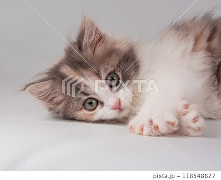 Cute fluffy kitten different bright color on the white Cute fluffy kitten different bright color on the white 118548827