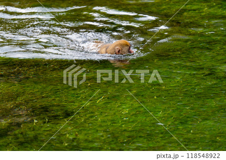 上高地 日本猿の写真 上高地 日本猿の写真 118548922
