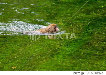上高地　日本猿の写真 118548924