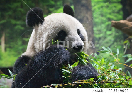秋 上野動物園パンダ シンシン この笹 超美味しい 118549093