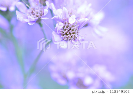 可憐な雰囲気の薄紫色の野花 118549102