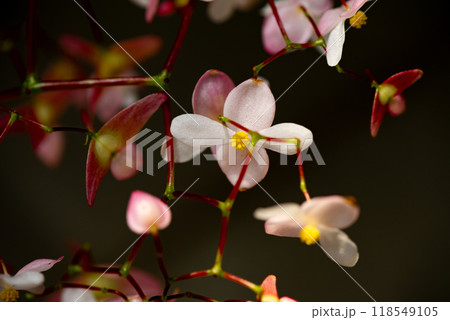 黒い背景の小さなベゴニアの花 118549105