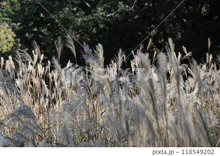 秋の陽に輝くススキ野原 118549202