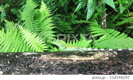 奄美のカメレオン 奄美のカメレオン 118549297