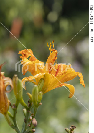 雨に濡れたヤブカンゾウの花 雨に濡れたヤブカンゾウの花 118549393