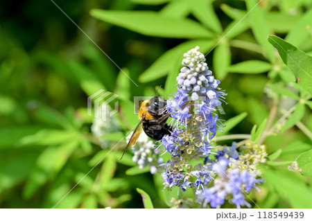 クマバチ 118549439