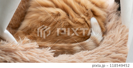 可愛い猫のしっぽ 茶トラ白 可愛い猫のしっぽ 茶トラ白 118549452