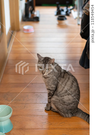餌を待っている猫　サバトラ猫 118549454