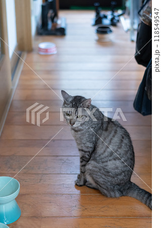 餌を待っている猫　サバトラ猫 118549547