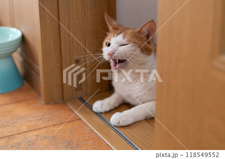 床に寝そべる可愛い猫　茶トラ白 118549552