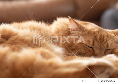 眠る猫　茶トラ猫 118549553