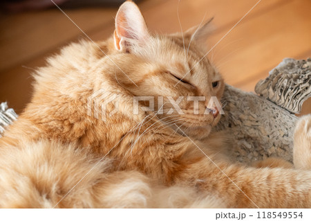 眠る猫 茶トラ猫 眠る猫 茶トラ猫 118549554