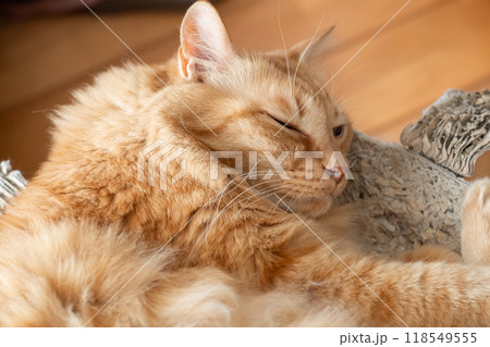眠る猫 茶トラ猫 眠る猫 茶トラ猫 118549555