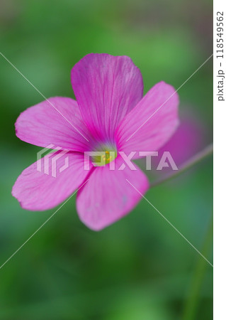 野に咲くピンクのオキザリス・ボーウィ 118549562