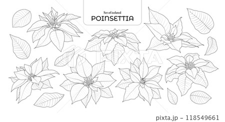 Set of isolated poinsettia. Cute flower illustration in hand drawn style. Black outline and white plane on transparent background. 118549661