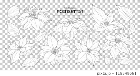 Set of isolated poinsettia. Cute flower illustration in hand drawn style. Black outline and white plane on transparent background. 118549661