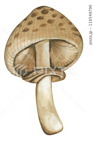 Forest mushrooms elements illustration watercolor style collection for Autumn design. Forest mushrooms elements illustration watercolor style collection for Autumn design. 118549790