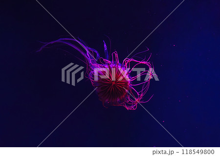 Fluorescent jellyfish swimming underwater aquarium pool with red neon light. Fluorescent jellyfish swimming underwater aquarium pool with red neon light. 118549800