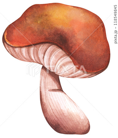 Forest mushrooms elements illustration watercolor style collection for Autumn design. 118549845