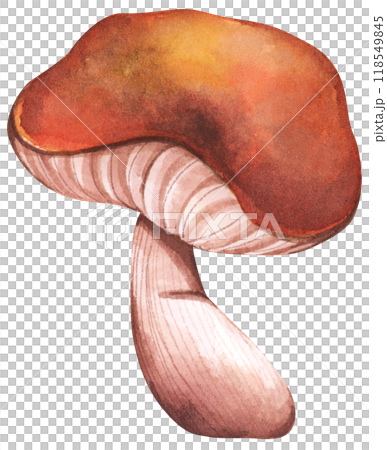 Forest mushrooms elements illustration watercolor style collection for Autumn design. 118549845