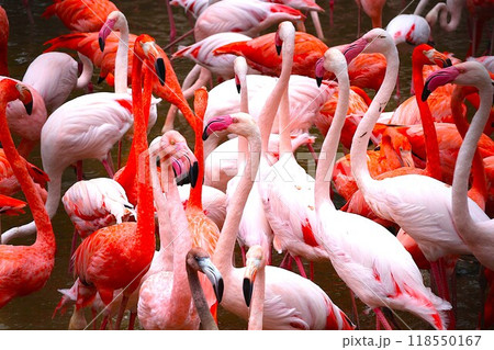 赤とピンクのフラミンゴの群れ 赤とピンクのフラミンゴの群れ 118550167