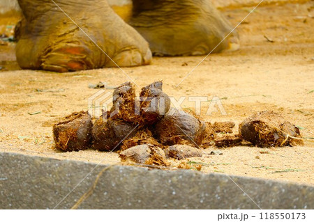 インド象の糞 118550173