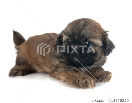 puppy Shih Tzu in studio 118550280