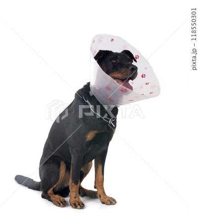 beauceron with hotspot 118550301