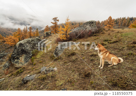 Red dog in the autumn forest on top of a mountain. Red dog in the autumn forest on top of a mountain. 118550375