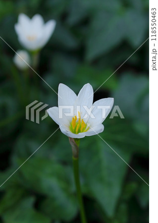 野に咲く白いタマスダレの花 野に咲く白いタマスダレの花 118550463