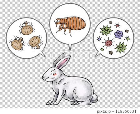 白兔和寄生蟲(蟎蟲、跳蚤、病原體) 白兔和寄生蟲(蟎蟲、跳蚤、病原體) 118550531