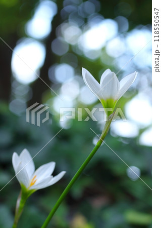 玉ボケの中の白いタマスダレの花 玉ボケの中の白いタマスダレの花 118550547