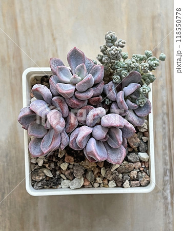 Succulent Echeveria Cupid on wooden background 118550778