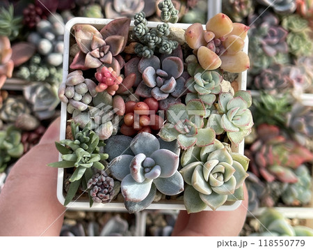 Red, green, blue and purple sedum, graptoveria and echeveria rosette.  118550779