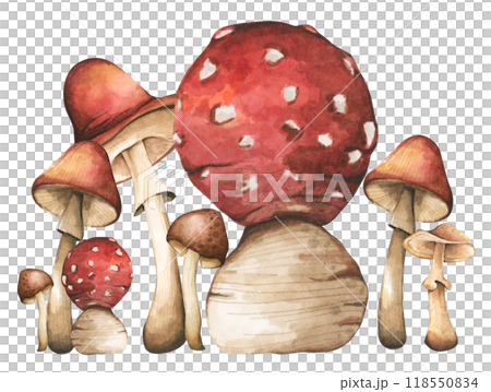 Forest mushrooms elements illustration watercolor style collection for Autumn design. 118550834