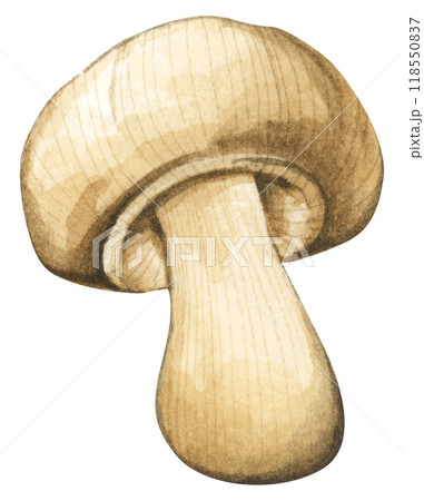 Forest mushrooms elements illustration watercolor style collection for Autumn design. Forest mushrooms elements illustration watercolor style collection for Autumn design. 118550837