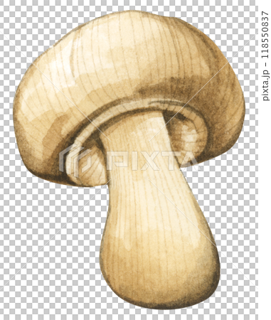 Forest mushrooms elements illustration watercolor style collection for Autumn design. Forest mushrooms elements illustration watercolor style collection for Autumn design. 118550837