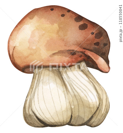 Forest mushrooms elements illustration watercolor style collection for Autumn design. 118550841