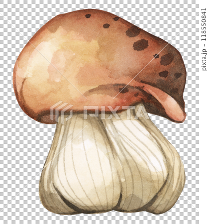 Forest mushrooms elements illustration watercolor style collection for Autumn design. 118550841