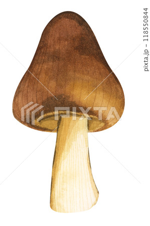 Forest mushrooms elements illustration watercolor style collection for Autumn design. 118550844