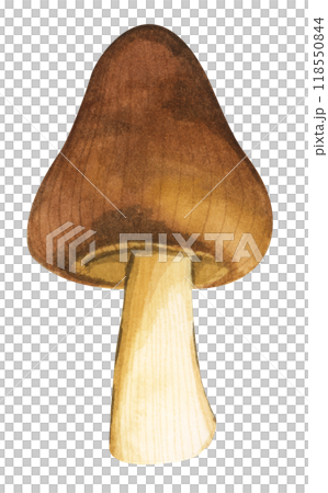 Forest mushrooms elements illustration watercolor style collection for Autumn design. 118550844