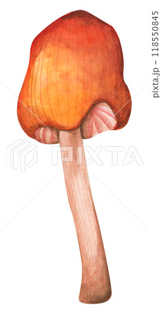 Forest mushrooms elements illustration watercolor style collection for Autumn design. 118550845