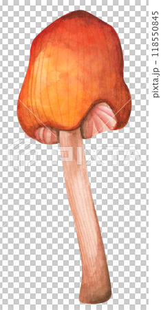 Forest mushrooms elements illustration watercolor style collection for Autumn design. 118550845