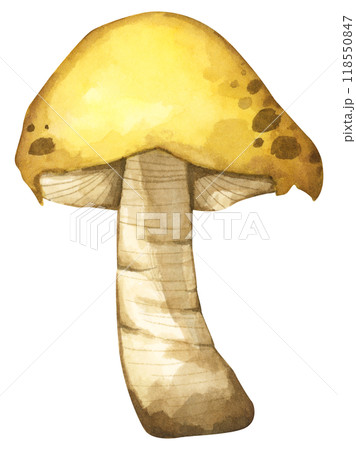 Forest mushrooms elements illustration watercolor style collection for Autumn design. 118550847