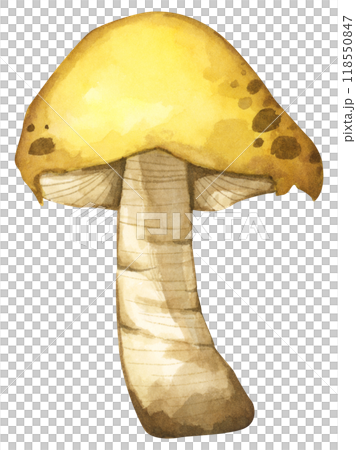Forest mushrooms elements illustration watercolor style collection for Autumn design. 118550847