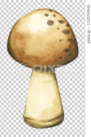 Forest mushrooms elements illustration watercolor style collection for Autumn design. 118550848