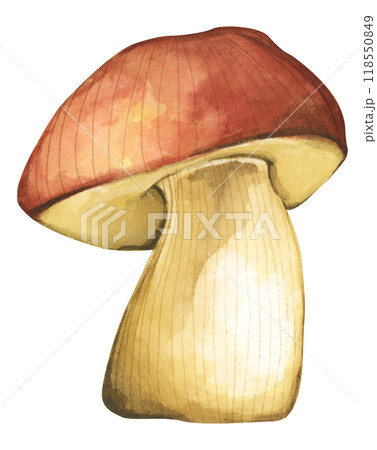 Forest mushrooms elements illustration watercolor style collection for Autumn design. 118550849