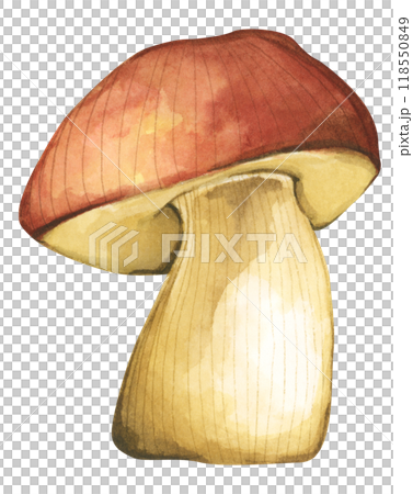 Forest mushrooms elements illustration watercolor style collection for Autumn design. 118550849
