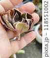 Rosette of Echeveria Kisses on female hand 118551002