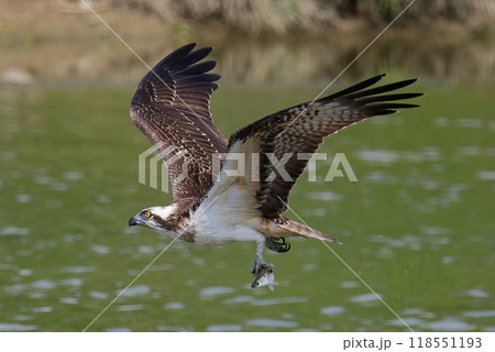 捕獲に成功したミサゴ 118551193